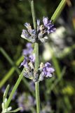 Lavandula angustifolia