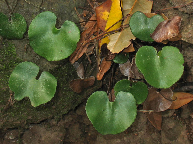 Имеет округлые листья. Adiantum reniforme. Адиантум почковидный. Почковидный лист копытня. Растение с круглыми листьями.