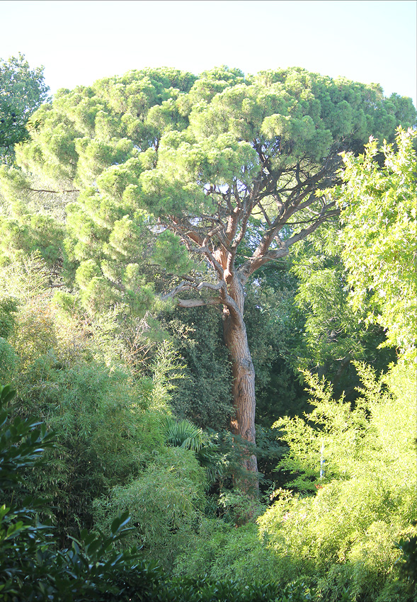 Изображение особи Pinus pinea.