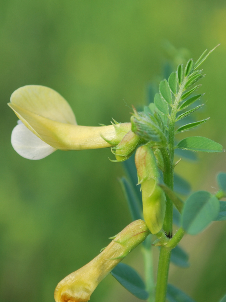 Изображение особи Vicia hyrcanica.