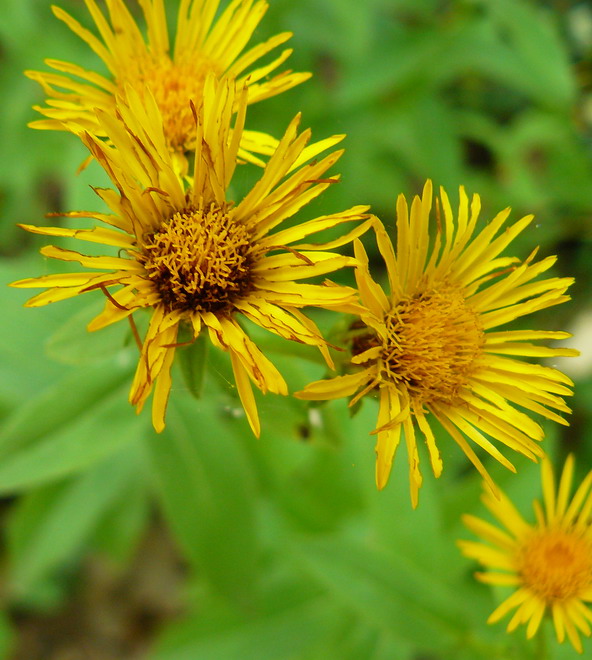 Изображение особи Inula salicina.