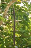 Cassia fistula
