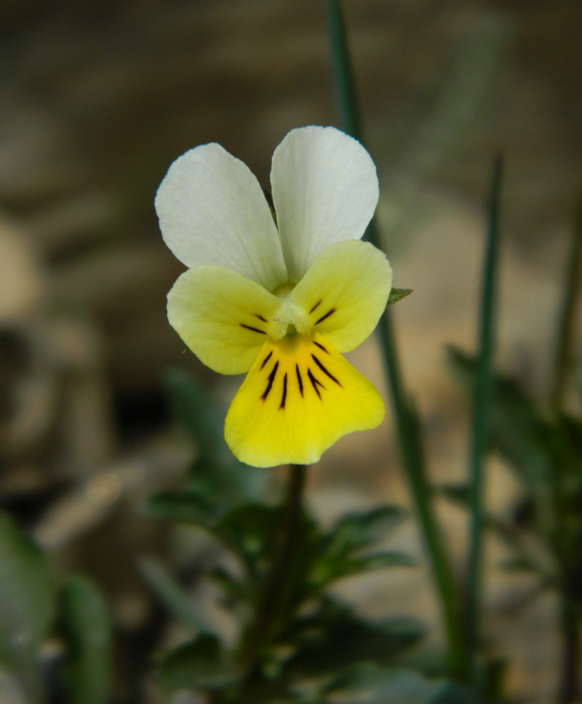Image of Viola tricolor ssp. alpestris specimen.