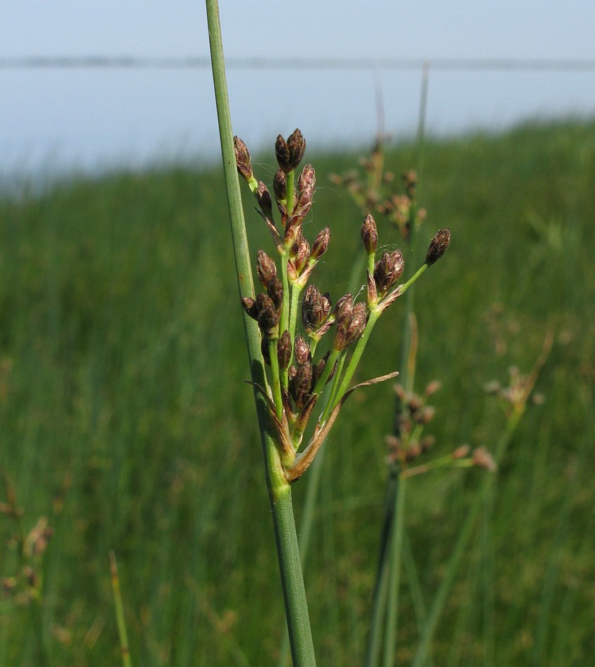 Изображение особи Schoenoplectus lacustris.