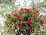 Rhodiola coccinea