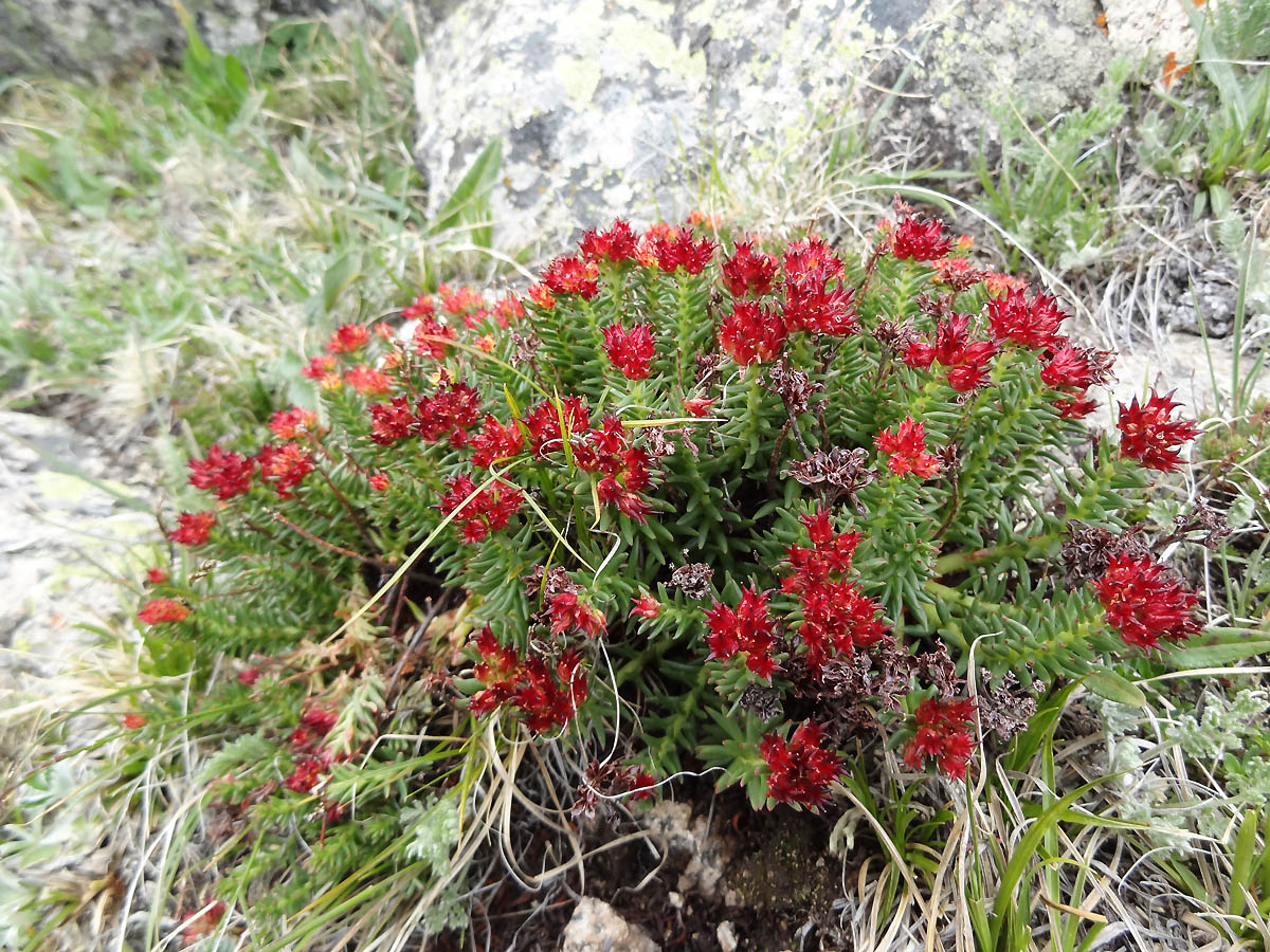 Изображение особи Rhodiola coccinea.