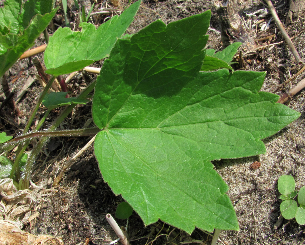 Image of Heracleum sibiricum specimen.