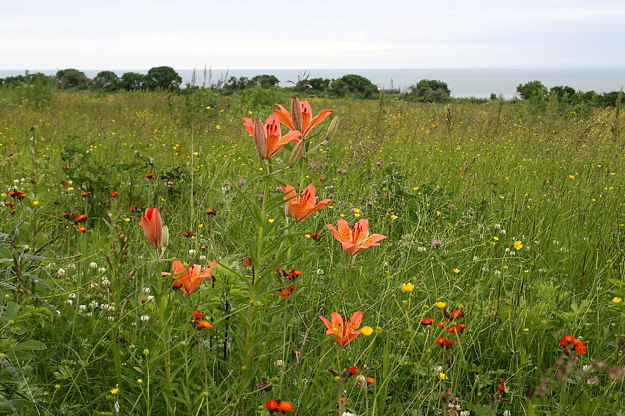 Изображение особи Lilium pensylvanicum.