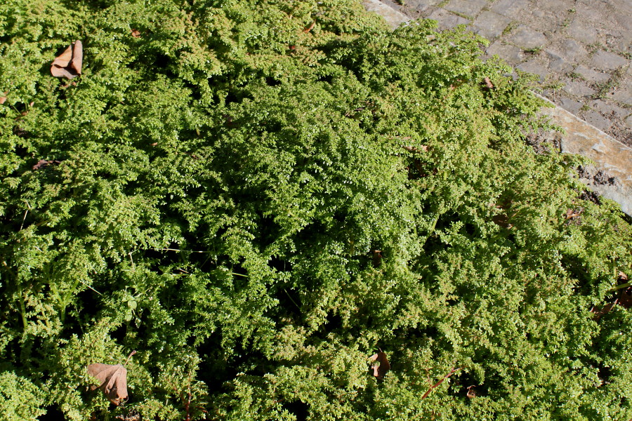Image of Pilea microphylla specimen.