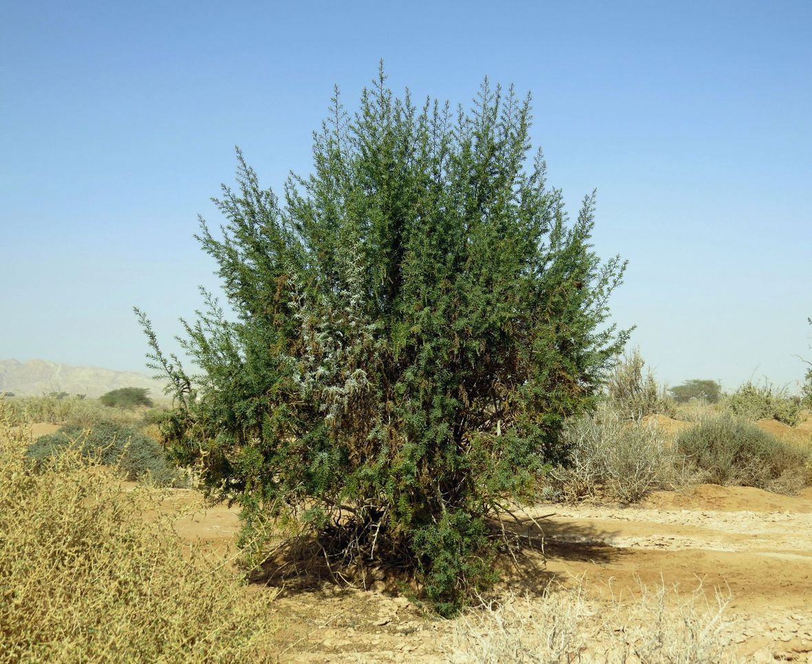 Image of Suaeda monoica specimen.