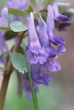 Corydalis solida