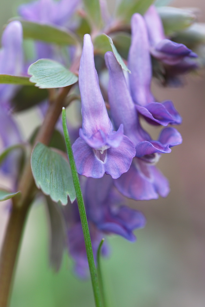 Изображение особи Corydalis solida.