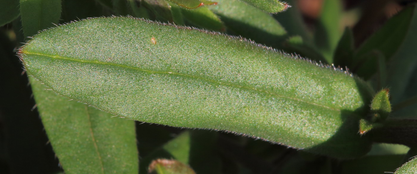 Image of Buglossoides rochelii specimen.