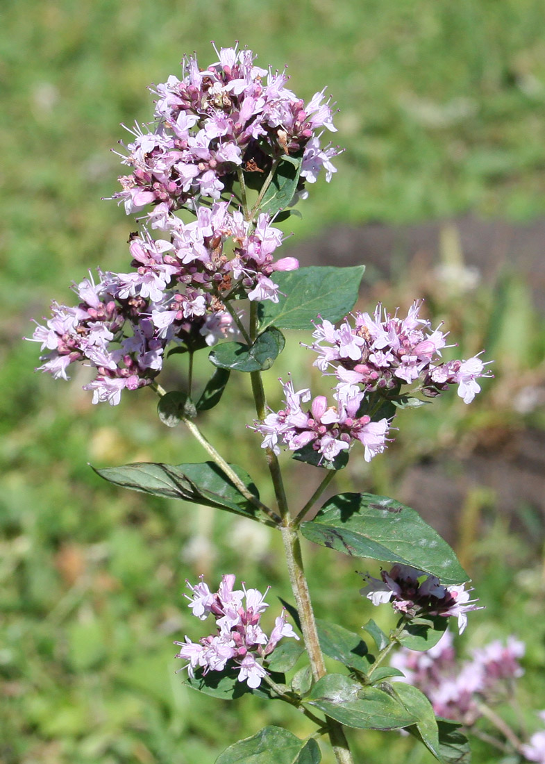 Изображение особи Origanum vulgare.