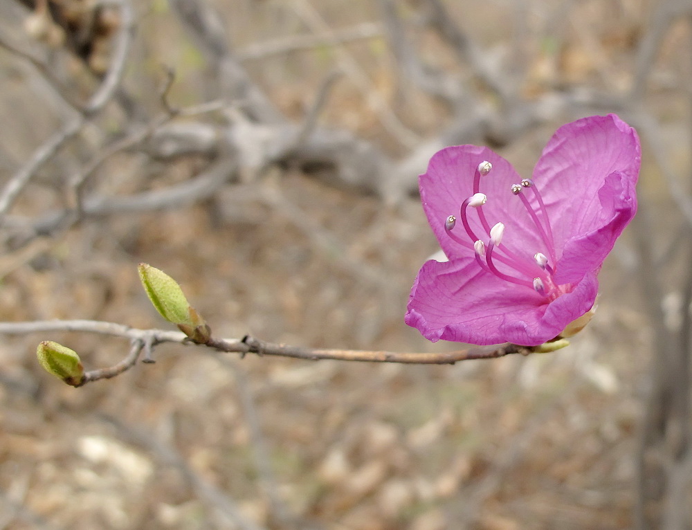 Image of Rhododendron mucronulatum specimen.