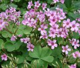 Oxalis articulata