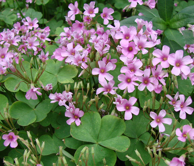 Image of Oxalis articulata specimen.