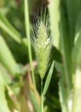 Polypogon monspeliensis