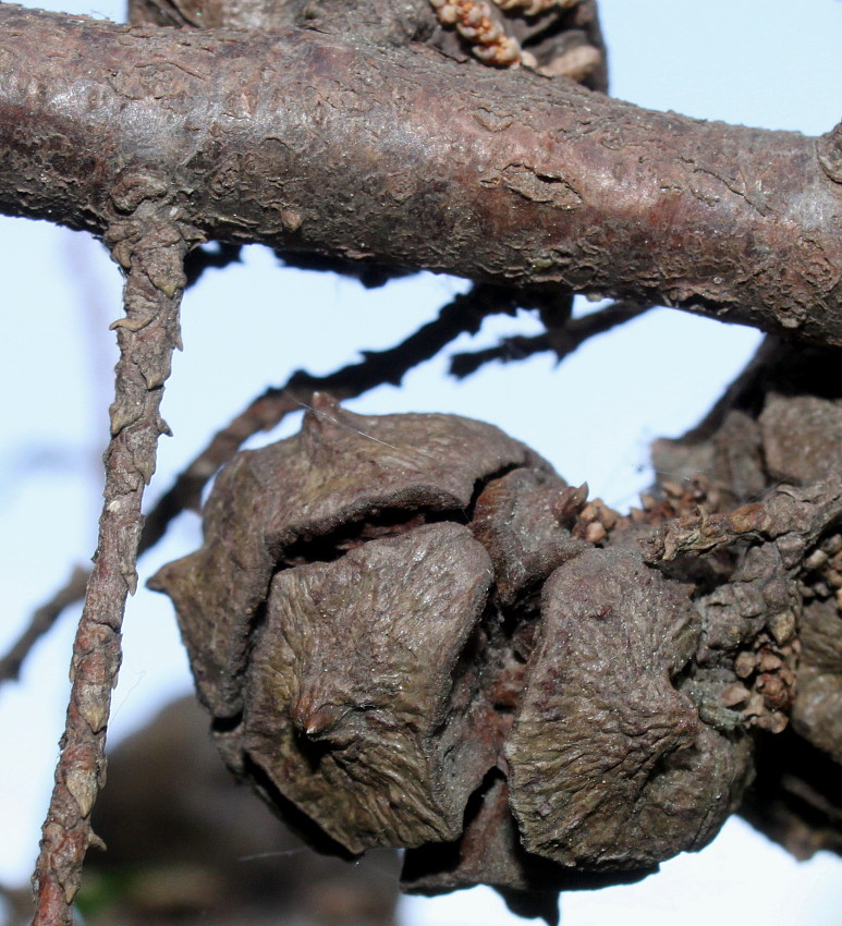 Image of Cupressus sempervirens specimen.