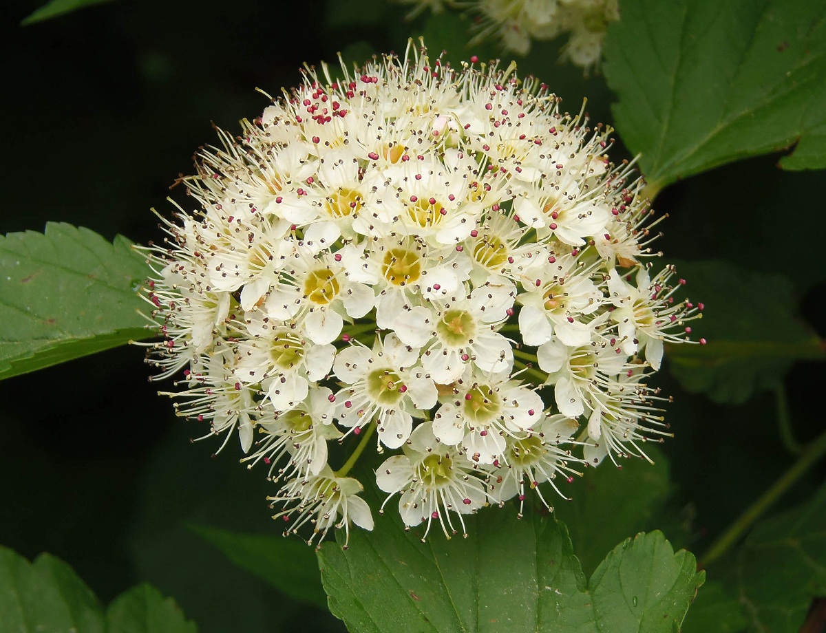 Изображение особи Physocarpus opulifolius.