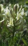 Oxytropis approximata