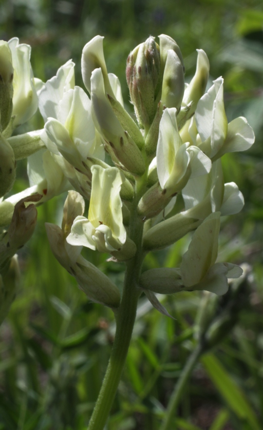 Изображение особи Oxytropis approximata.