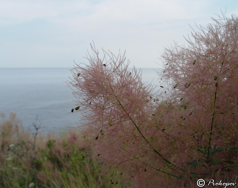 Image of Cotinus coggygria specimen.