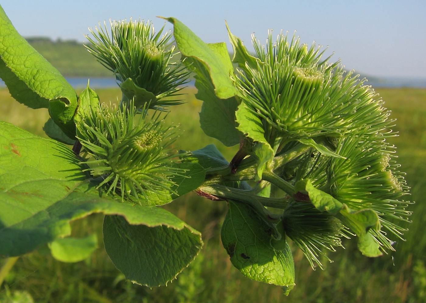 Изображение особи Arctium lappa.