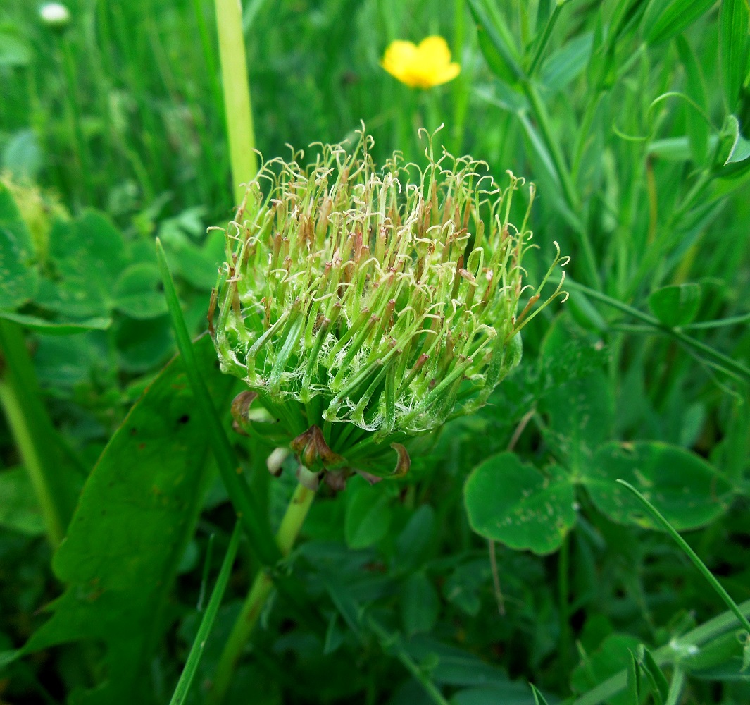 Изображение особи Taraxacum officinale.