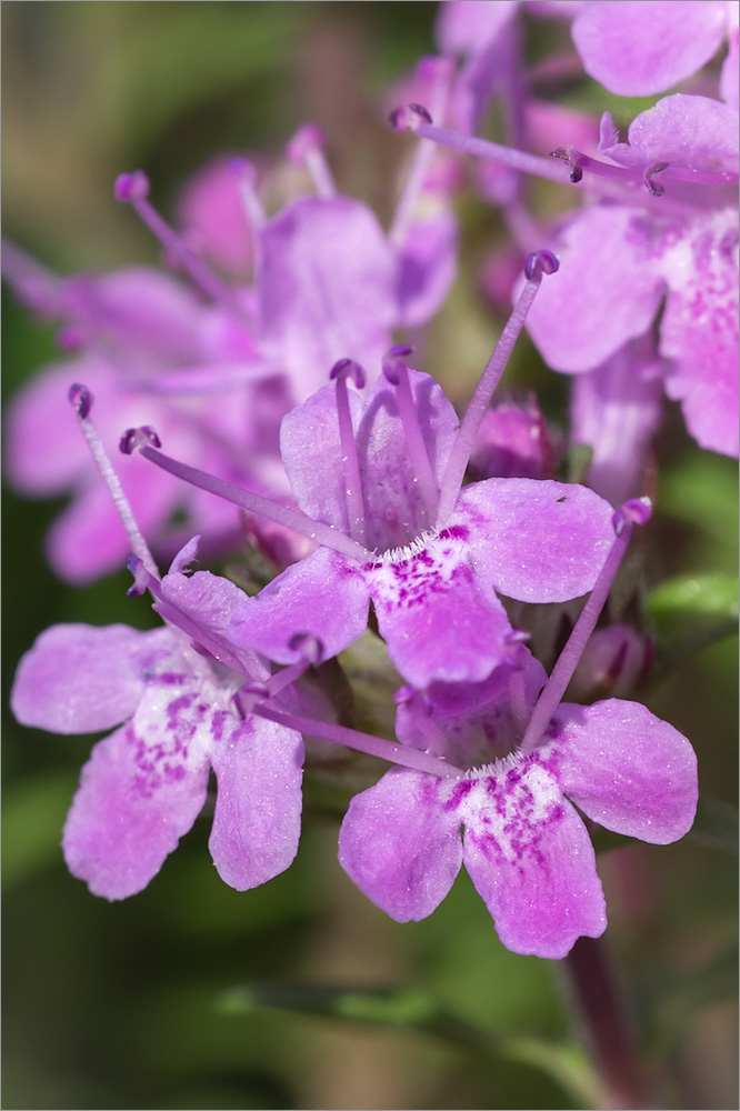 Изображение особи Thymus serpyllum.