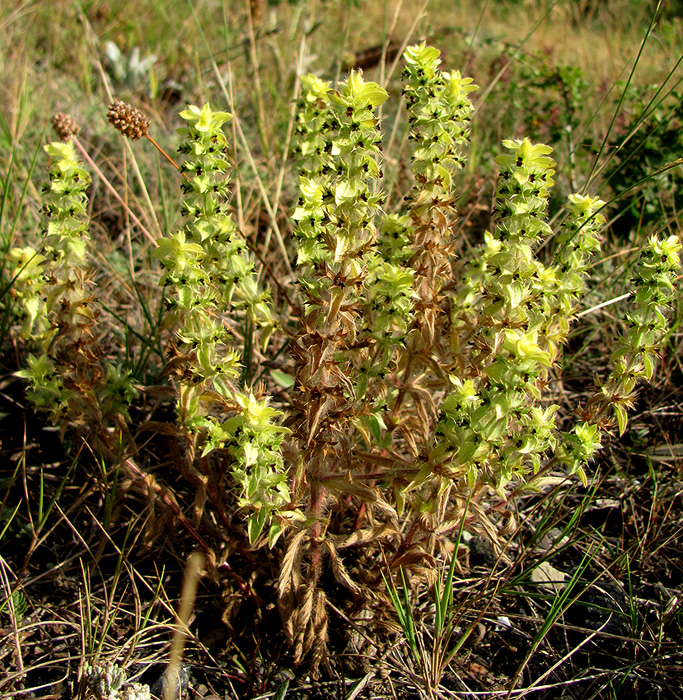 Image of Sideritis montana specimen.