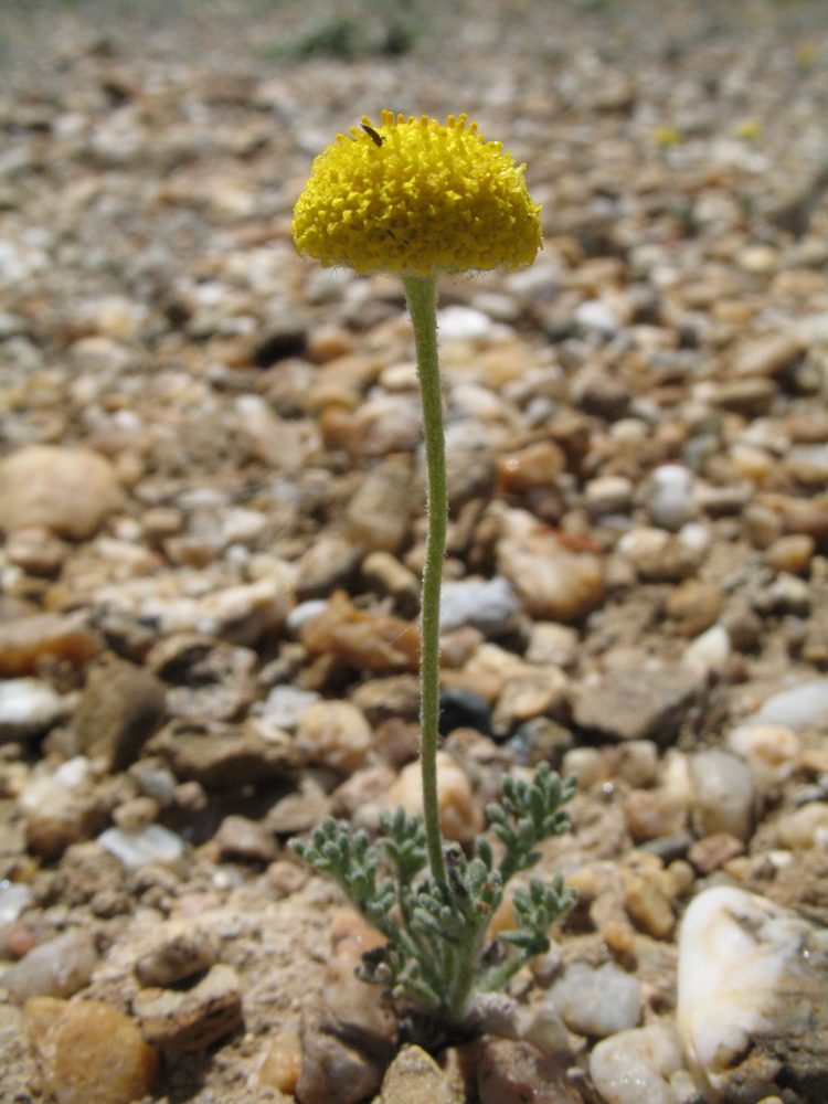 Image of Cancrinia discoidea specimen.