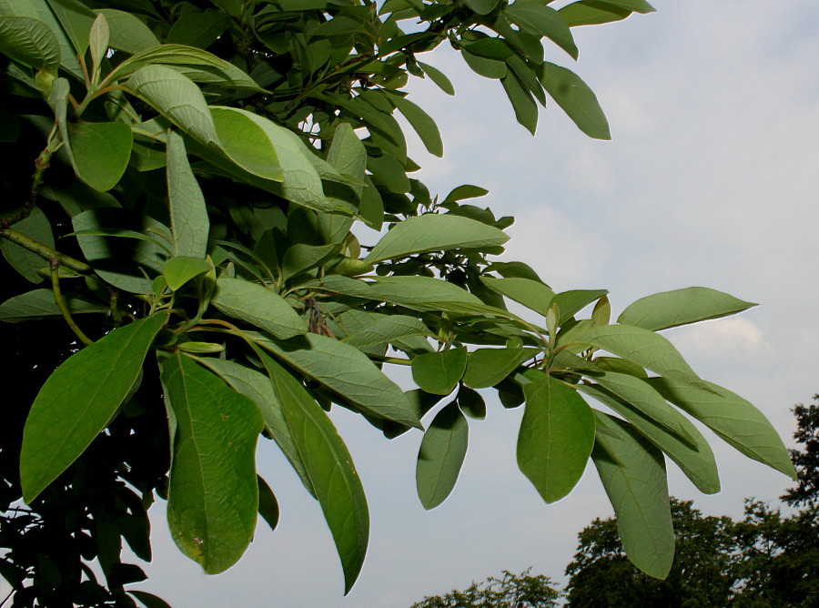 Изображение особи Sassafras albidum.