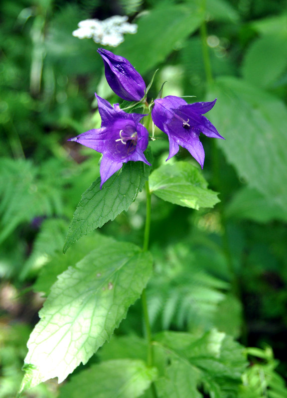 Image of Campanula latifolia specimen.