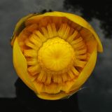 Nuphar lutea