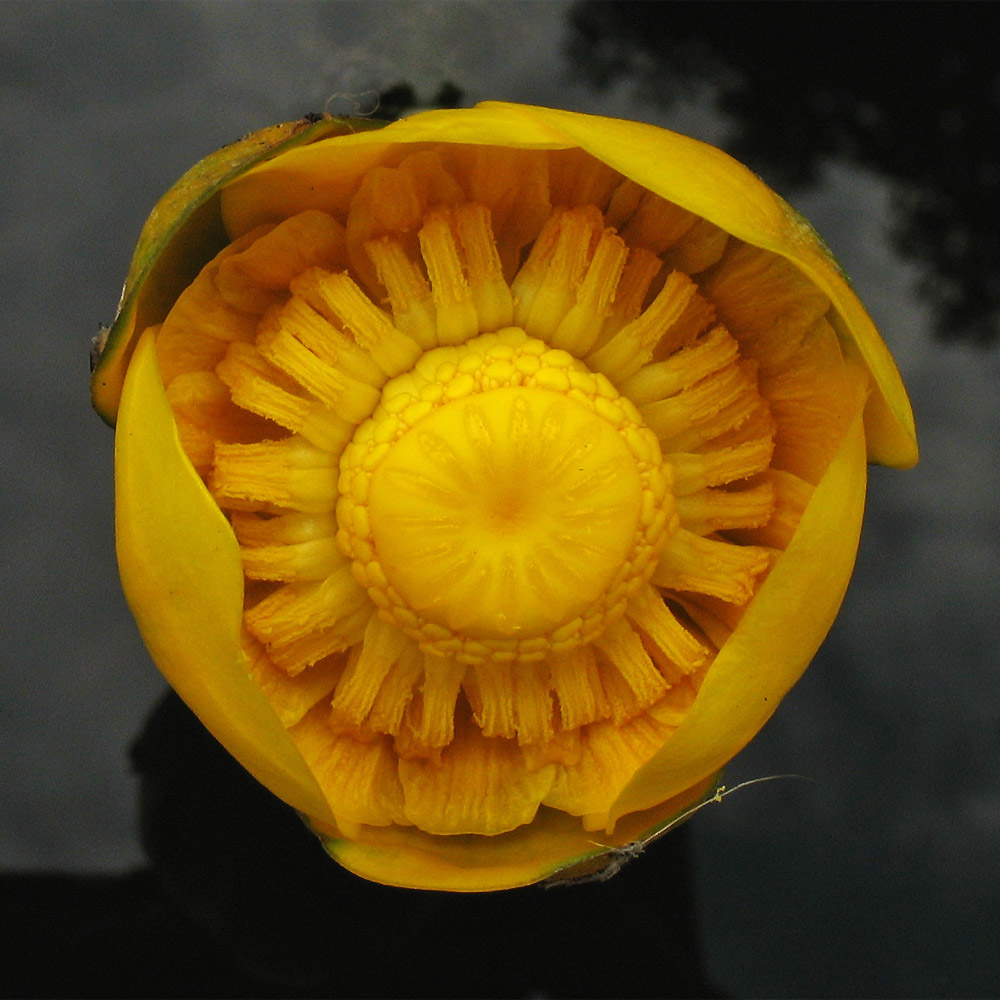 Изображение особи Nuphar lutea.