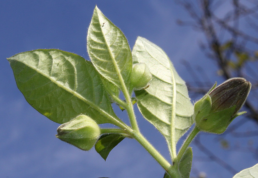 Image of Atropa bella-donna specimen.