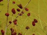 Sanguisorba officinalis. Побеги с соплодиями. Нижегородская обл., левый берег р. Сура, берег оз. Холодное. 05.09.2014.