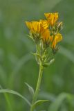 genus Linum