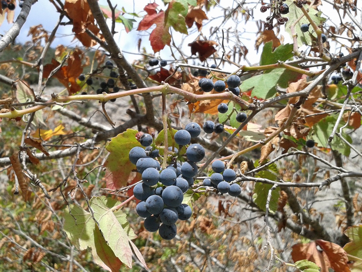 Image of Vitis gmelinii specimen.