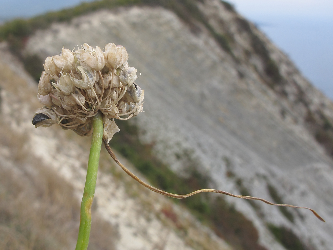 Image of Allium psebaicum specimen.