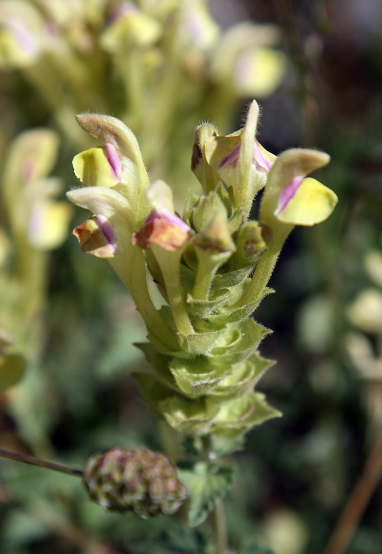 Изображение особи Scutellaria adenostegia.