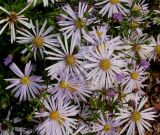 genus Symphyotrichum