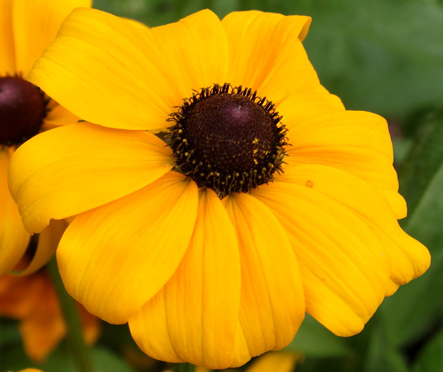 Изображение особи Rudbeckia hirta.