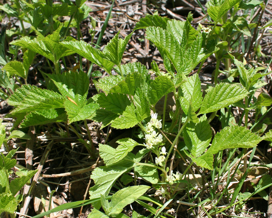 Image of Rubus saxatilis specimen.