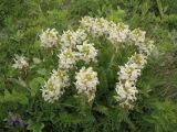 Pedicularis schistostegia