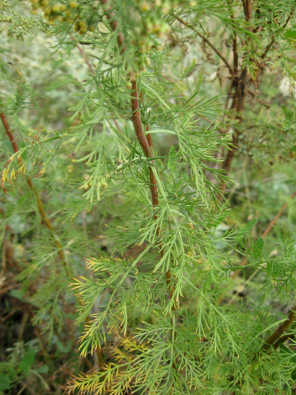 Изображение особи Artemisia abrotanum.