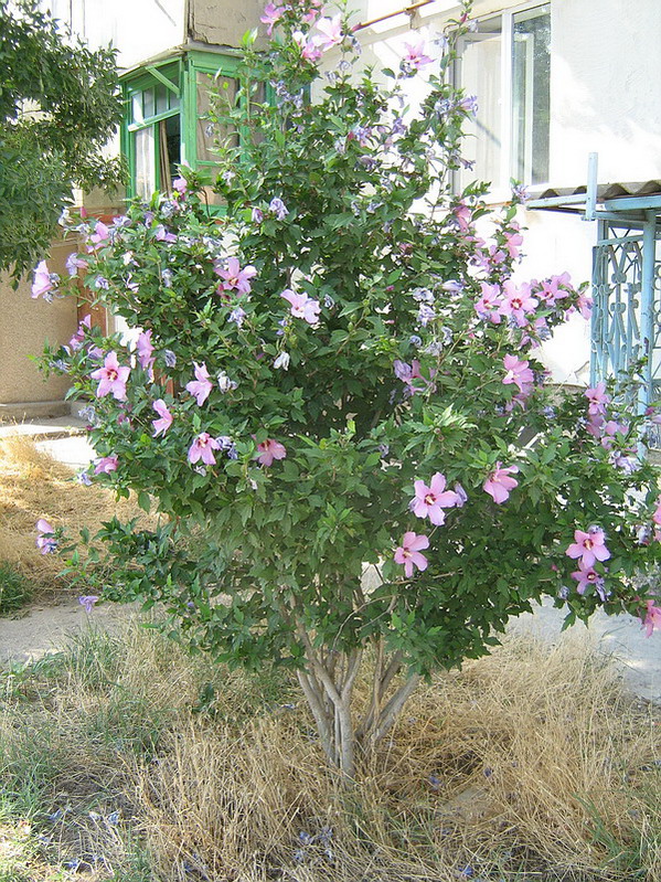 Image of Hibiscus syriacus specimen.