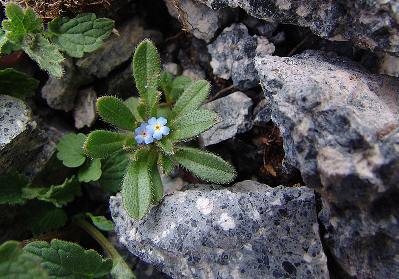 Изображение особи Trigonocaryum involucratum.