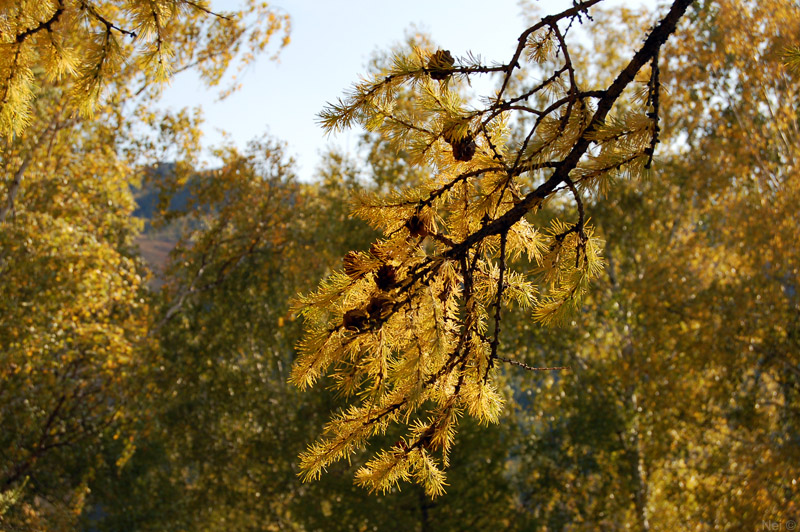 Image of Larix sibirica specimen.